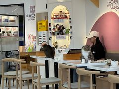 -喵园·猫主题咖啡厅·撸猫·猫咖(国贸店)