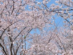 -西北湖绿化广场