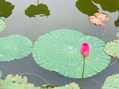 -大兴滨河森林公园