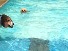 -汪说喵讲宠物乐园宠物酒店(红星美凯龙店)