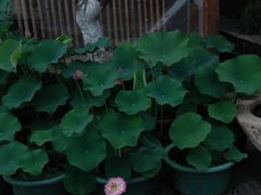 -白鹭湾湿地公园