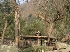 -都江堰中华大熊猫苑