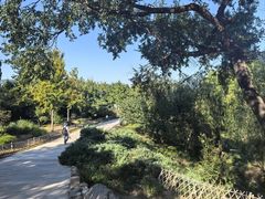 -北京西山国家森林公园