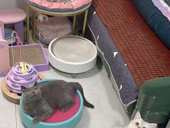 -艾贝尔宠物医院·24H转诊中心·肿瘤猫专科(江宁双龙店)
