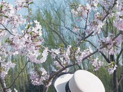 -顾村公园