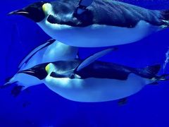-海合安成都极地海洋公园