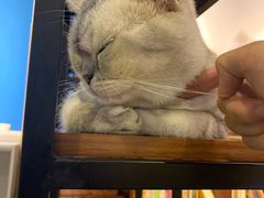 -猫的茶·猫咖