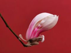 -东华门大街小区