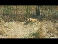 -新疆天山野生动物园