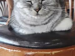 -蓝鲸·缅因猫舍