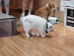 -MOCHA明星猫咖(田子坊店)
