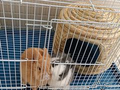 -季高兔窝窝亲子园(上海薰衣草公园店)