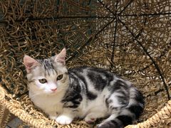 -飞行喵MR PILOT|猫舍·猫咖(静安大融城店)