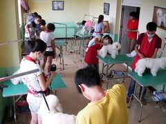 -优缇多格专业宠物美容师培训学校