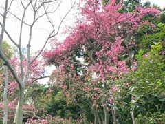 -中国科学院西双版纳热带植物园