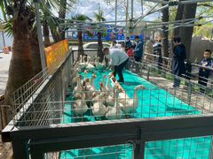 -大鹅岛绿色生态美食园