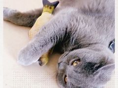 -猫在这儿猫咪咖啡馆·撸猫馆