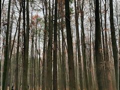 -上海共青森林公园