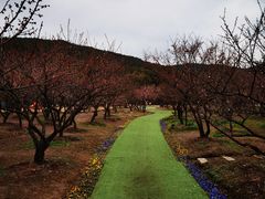 -香雪海