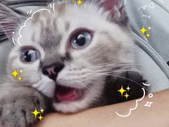 -babydoll猫舍·米努特·德文·缅因(久光中心店)