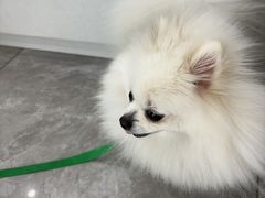 -瑞鹏宠物医院·骨外科·心肾科·肿瘤科(九亭店)