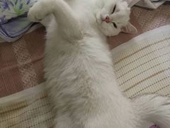 -袖虎·猫馆(体育西路店)