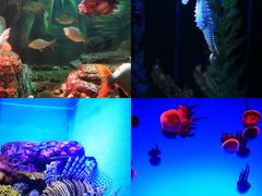 -上海海洋水族馆