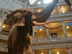 -美国自然历史博物馆