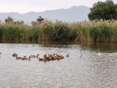 -野鸭湖国家湿地公园