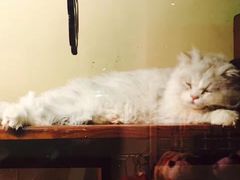 -猫咪博物馆(顶澳仔猫街店)