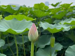 -莲花池公园