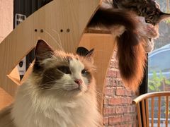 -豆逗聊愈猫阁Easy Life