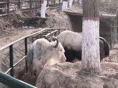 -青藏高原野生动物园