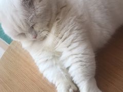 -飞行喵MR PILOT|猫舍·猫咖(静安大融城店)