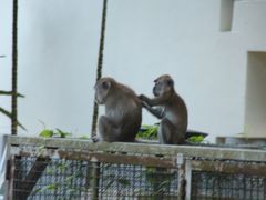 -武吉知马自然保护区