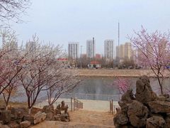 -桃花堤公园