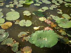 -莲花池公园