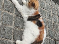 -猫岛主趣味餐厅(鼓浪屿店)