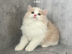 -小猫来了·猫舍(红山六九七九店)
