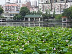 -荔湾湖公园