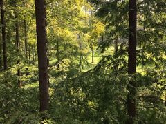 -黄海国家森林公园