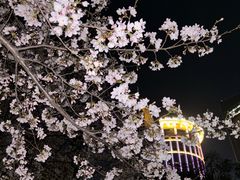 -西北湖绿化广场