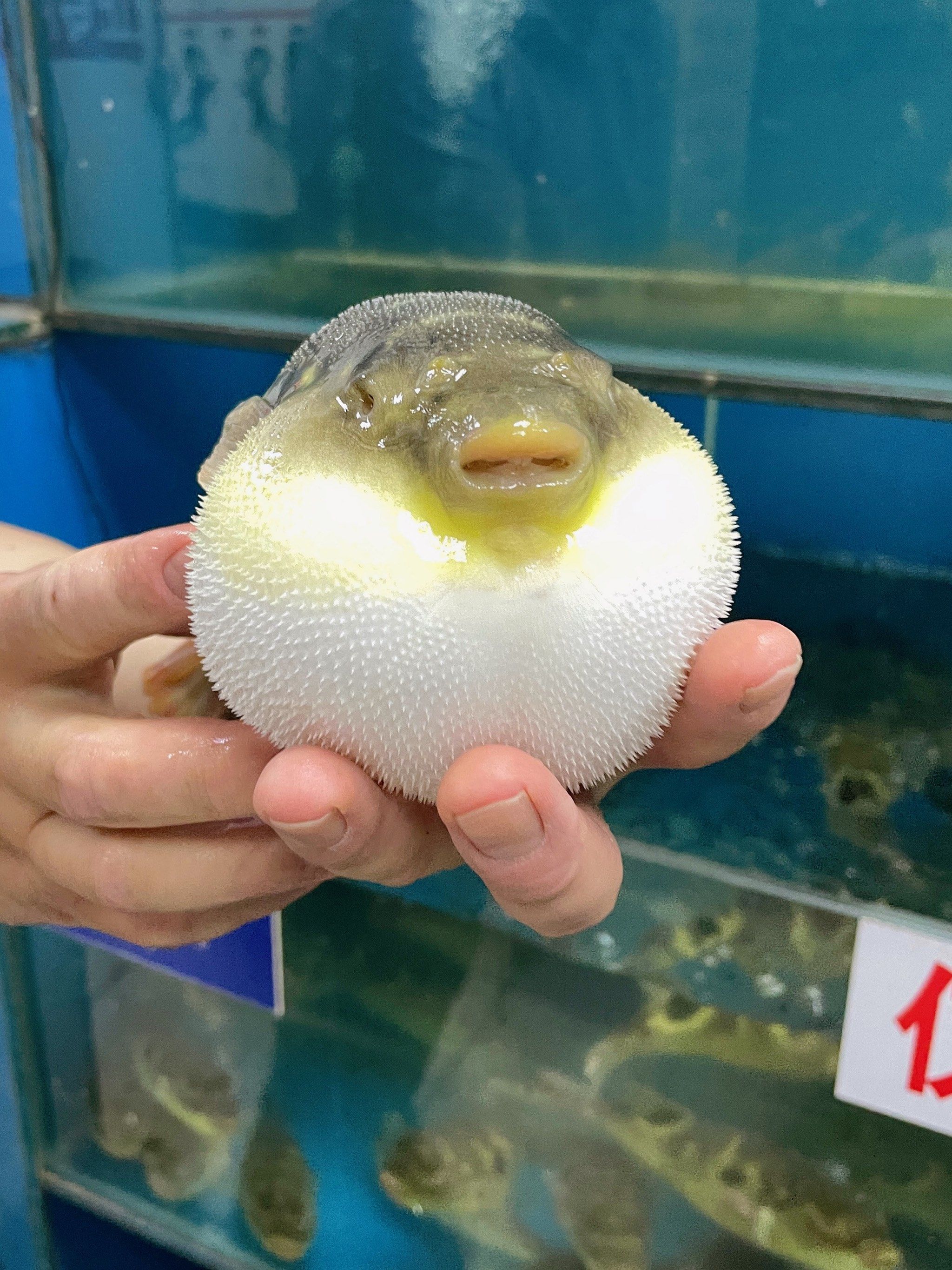 97可可爱爱 又美味的河豚
