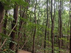 -上海滨江森林公园