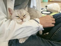 -猫的茶·猫咖