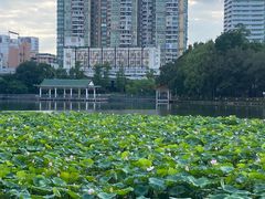-荔湾湖公园