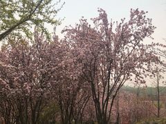 -石家庄市植物园