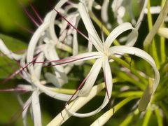 -富国岛翡翠湾 JW 万豪度假酒店