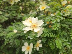 -郑州中国绿化博览园