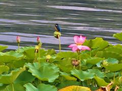 -莲花池公园